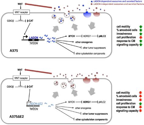 Melanoma Cell Line A375 | ATCC | Bioz