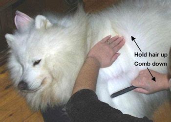 Grooming Your Samoyed | Samsmiles