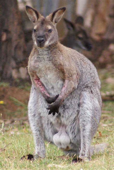 Wallaby - small kangaroo by scratzilla on deviantART