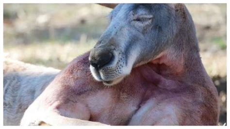 Kangaroo shows off toned biceps while sunbathing in Australia – WATCH viral pic