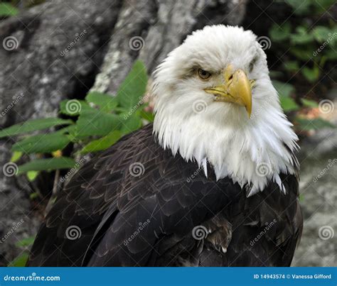 American Bald Eagle Close Up Stock Photo - Image of gentle, bald: 14943574