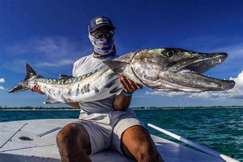 Barracuda: The cheetah of the flats | Hatch Magazine - Fly Fishing, etc.