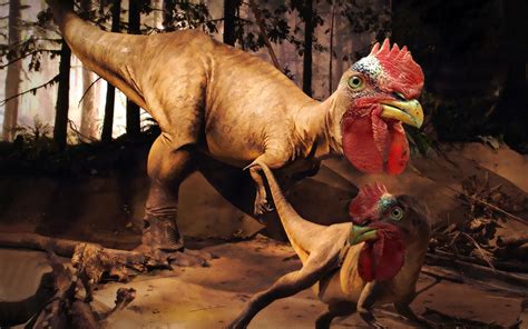 Fonds d'ecran Dinosaure Poule coq rooster rex invented Bec Humour Animaux télécharger photo