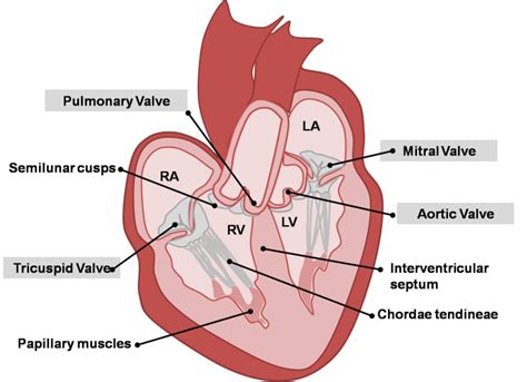 Cardiovascular System - Heart Histology - Embryology