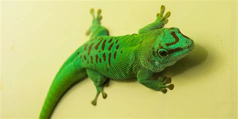 Madagascar Giant Day Gecko | Smithsonian's National Zoo and Conservation Biology Institute