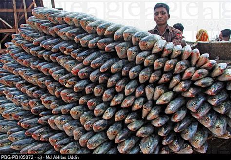 National fish of Bangladesh