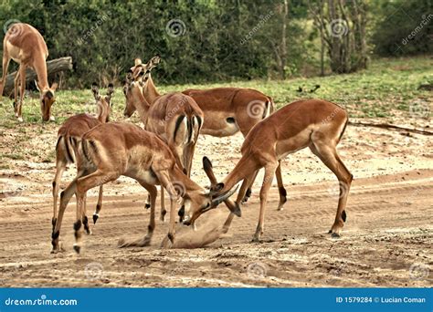 Deer, Impala Antelope Fighting Stock Images - Image: 1579284