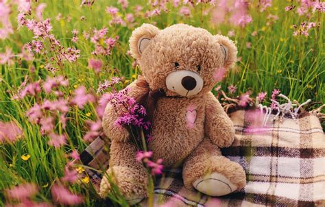 Wallpaper field, flowers, bear, love, field, heart, pink, flowers ...