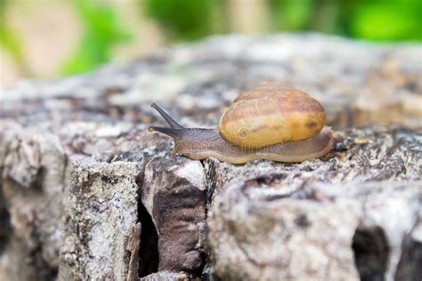 Snail on stump stock image. Image of slime, helix, burgundy - 57159503