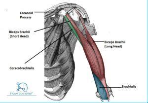 Coracobrachialis: Origin, Insertion, Nerve Supply & Action » How To ...