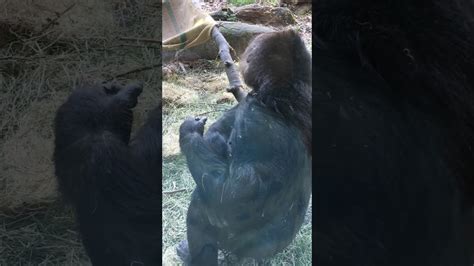 Zoo gorilla eats own feces - YouTube