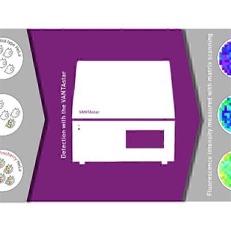 Quantifying Transfection Efficiency Without Microscopy Labmate Online