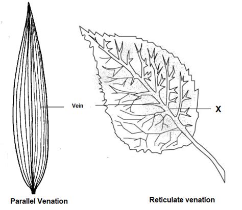 Parallel Venation