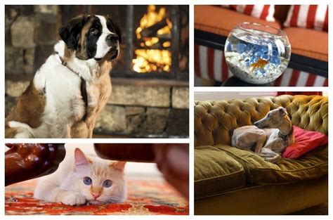 Top 10 Hotels That Offer “Suite” Pet Amenities | PetGuide