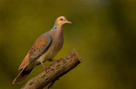 Turtle Doves are back – and we’re celebrating some great news - Operation Turtle Dove