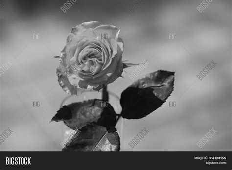 Art Photo Rose Petals Image & Photo (Free Trial) | Bigstock