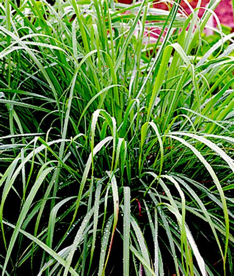 How to Grow Lemongrass from Seeds – CONTAINER GARDENING