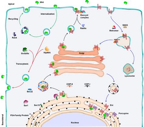 Frontiers | The Emerging Mechanisms of Wnt Secretion and Signaling in Development