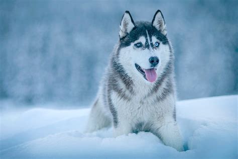 Dog Animal Husky · Free photo on Pixabay