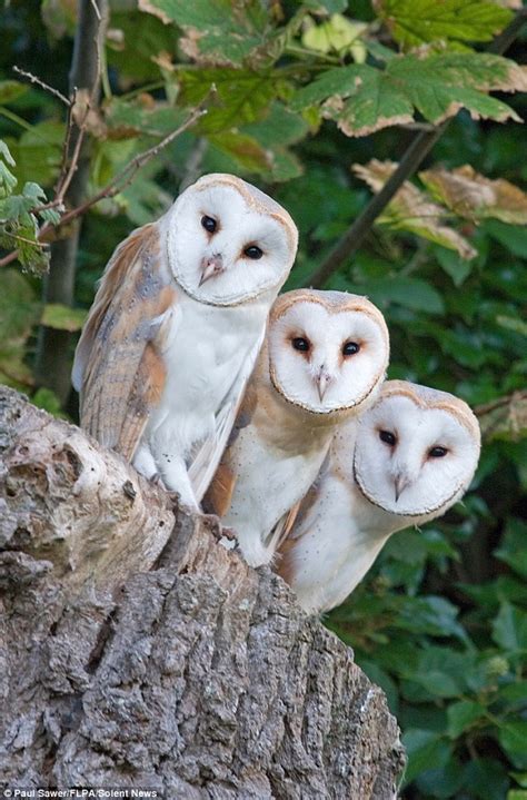 Wrapped up in cotton wool: Photos capture adorable newborn barn owls ...