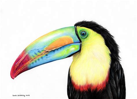 Toucan in colour pencils Drawing by Sarah Stribbling - Pixels
