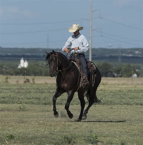 Cowboy,quarter horse,trainer,ranch,western - free image from needpix.com