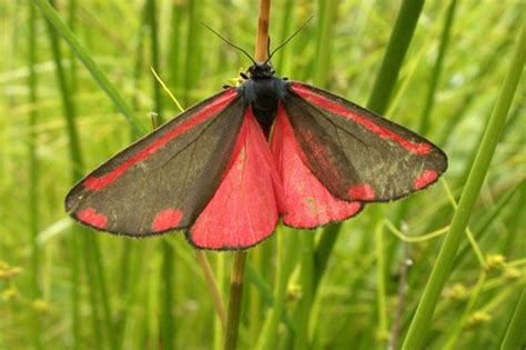 10 of The World Most Beautiful Moths - Depth World