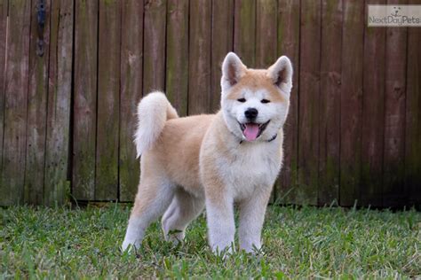 Hitoshi: Akita puppy for sale near Fort Lauderdale, Florida. | 7c6fdf84-7ba1