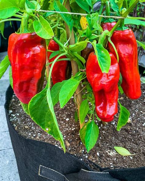 33 Best Types of Pepper Plants to Grow [with photos] - Urban Farm and Kitchen