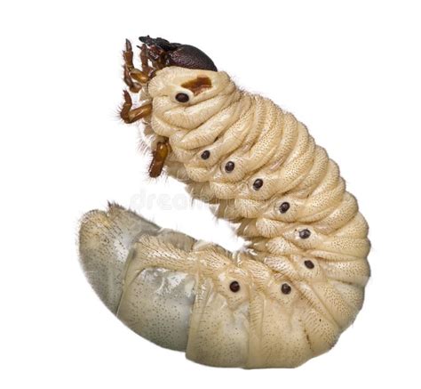 Larva Of A Hercules Beetle, Dynastes Hercules Stock Image - Image of indoors, themes: 10939361