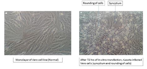 Vero cell line images before and after invitro-transcription. A: Image ...