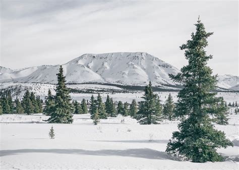 What to do in Denali National Park in winter