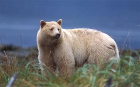 The Spirit Bear aka Kermode Bear aka Ghost Bear | HubPages