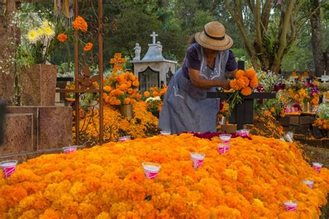 El significado de la flor de cempasúchil el Día de Muertos | Tiempo Digital