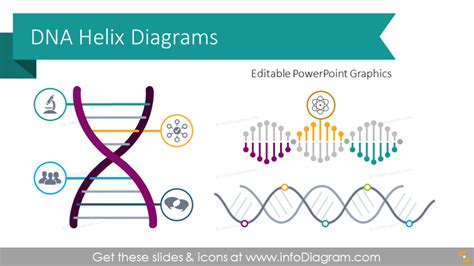 12 Company DNA PPT Diagrams with Creative Helix Infographic Org Culture | Shape chart, Dna helix ...