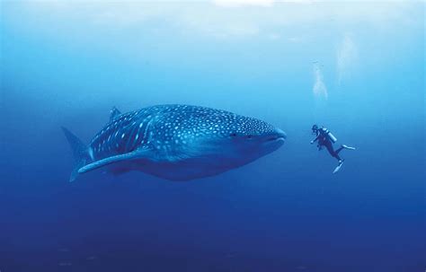 How and why is the whale shark the world's largest fish - DIVE Magazine