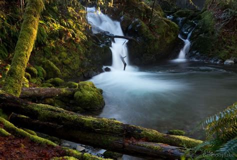 Hiking the Lake Shore Trail in Quinault