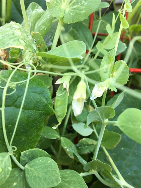 at what point should I harvest my sugar snap peas? : r/gardening