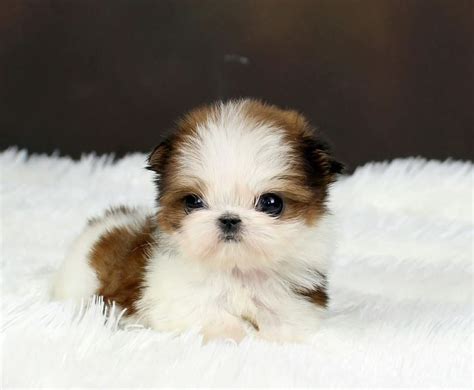 Teacup Shih Tzu #MicroShihTzu 3lbs Fully Grown. For more details please call us +1 888-604-3222 ...