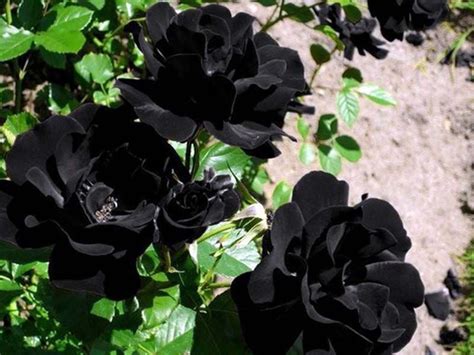 Black Roses In A Box, Top 10 Tips For Growing Healthy Roses | Black rose, Black rose seeds ...