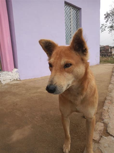 Indian Village Dog so Cute and Funny Stock Photo - Image of village ...