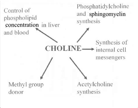 Choline Is Synthesized By The Body - Brain Mind Article