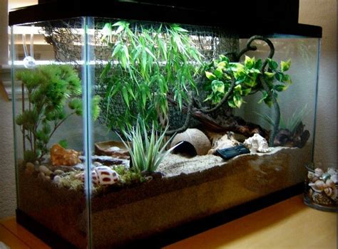 Love this crabitat setup | Hermit crab tank, Hermit crab, Hermit crab habitat