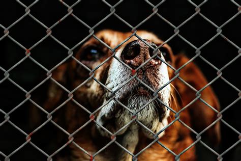 Animal Welfare Act - A Big Enough Deterrent? - Dogs Monthly