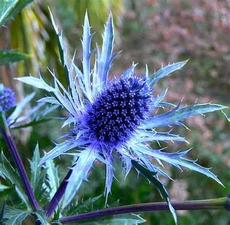 Eryngium planum - Blue Sea Holly – Smart Seeds Emporium