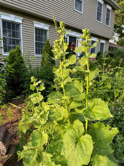 Tour My Jersey Garden in Early Summer - Bricks 'n Blooms with Stacy Ling