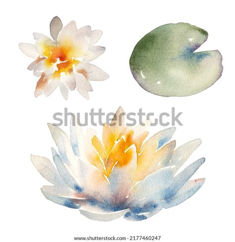 12,759 Watercolor With White Lotus Flowers Images, Stock Photos ...