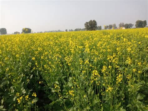 Mustard Farming in Uttar Pradesh India Stock Photo - Image of field, agriculture: 503592