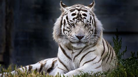 White Siberian Tiger Wallpaper Hd