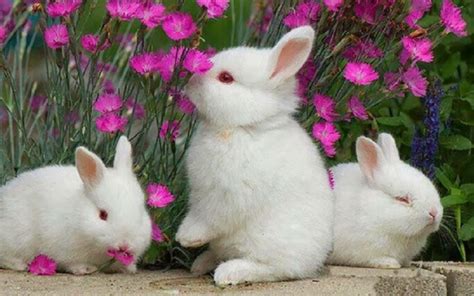 Free download Lovely Best Rabbit Wallpapers Images Photos And Pictures ...